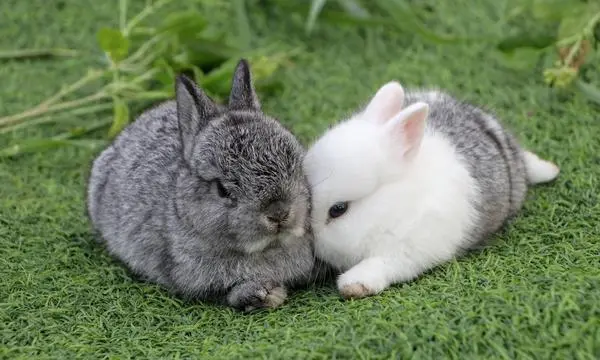 So süß Kaninchen sind, so sehr benötigen sie einen verantwortungsvollen Umgang.