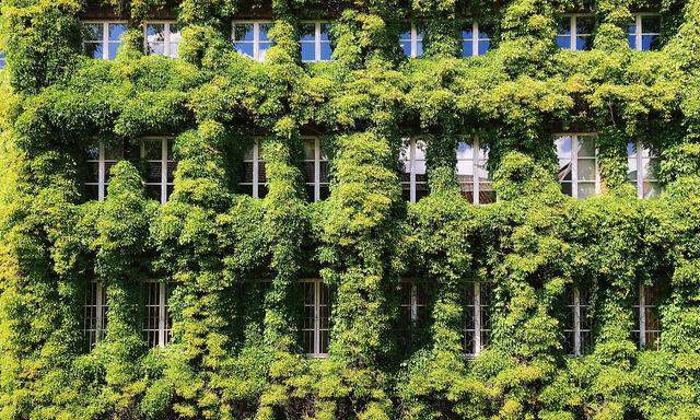 Fassadenbegrünung und andere Nachhaltigkeitsmaßnahmen fallen in Wien oft alten Vorschriften zum Opfer.  