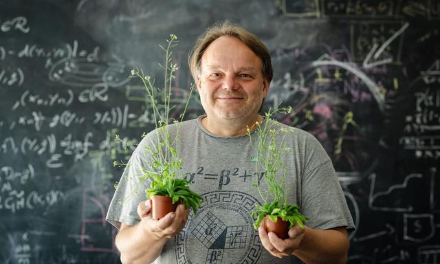 Die unscheinbare Ackerschmalwand ist die Pflanze, an der er am meisten forscht: Jiří Friml, geboren 1973 in Tschechien, studierte in Brünn und Köln, arbeitete u. a. in Tübingen und Gent. Seit 2012 leitet er ein Team am IST Austria in Klosterneuburg.