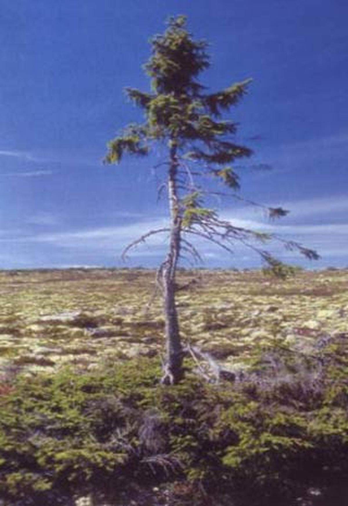 Zumindest die Wurzeln einer unscheinbaren Fichte, die einsam inmitten einer karge Landschaft im Nationalpark Fulufjället in der Provinz Dalarna (Schweden) erhebt, stecken bereits seit 9550 Jahren in der Erde.