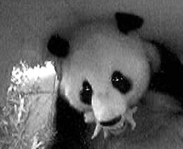 Nur 100 Gramm schwer und zehn Zentimeter klein erblickt das Panda-Baby 127 Tage nach der Paarung das Licht der Welt.