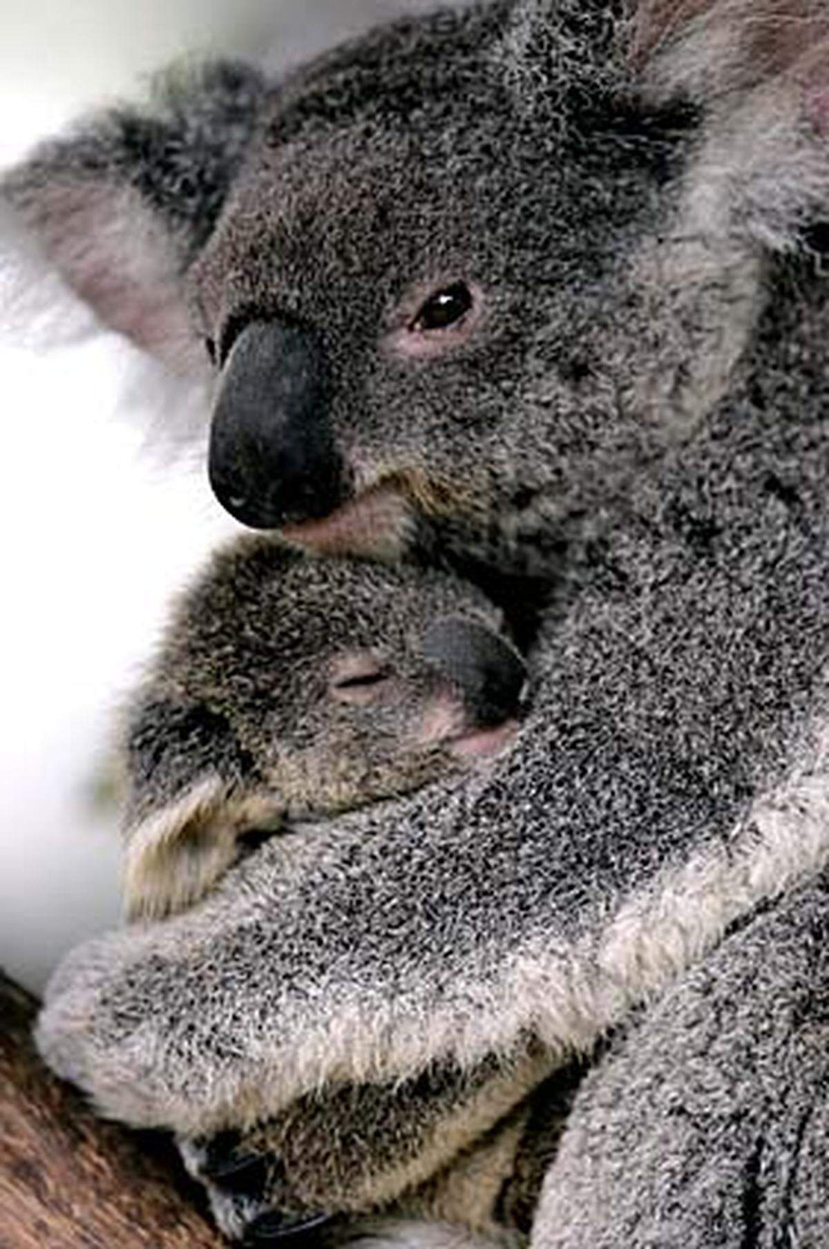 Sie sind das Wahrzeichen Australiens: Koalabären sind ursprünglich in weiten Teilen des Kontinents vorgekommen. Die Zahl der Koalas reduzierte sich erheblich, weil sie wegen ihres Fells gejagt wurden. Mittlerweile sind die Tiere unter Schutz gestellt. Die Zahl der Koalas wird derzeit auf 45.000 bis 80.000 geschätzt. Auf Kangaroo Island, wo früher keine Koalas heimisch waren, wurden ganze Kolonien angesiedelt.