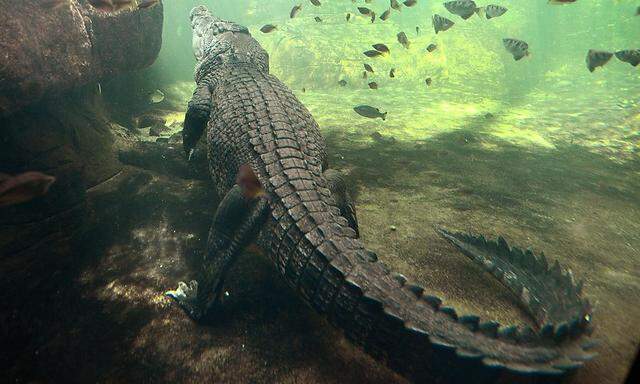 Dieses riesige Krokodil-Exemplar lebt im Zoo von Sydney. Im Daintree-Nationalpark leben viele freie Artgenossen, Schwimmen gehen ist nicht zu empfehlen.