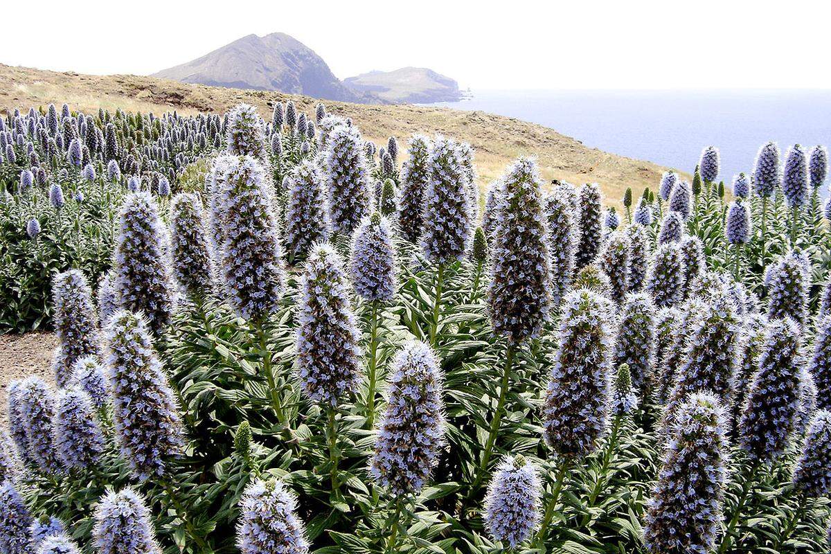 Im Gegensatz zu Mainau ist das portugiesische Madeira mitten im atlantischen Ozean stärker besiedelt. Die üppige Natur macht die Insel für Naturliebhaber zu einem Paradies. Es gibt einige botanische Gärten auf Madeira, wie etwa den Jardim Botanico und den Blandy´s Garden.
