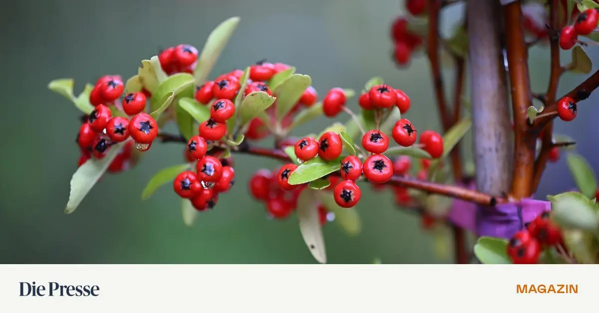 Von-Str-uchern-und-bunten-Beeren-Wieso-der-Feuerdorn-nicht-fehlen-sollte-premium-