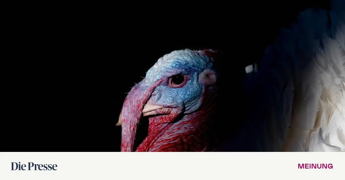 Truthahn-la-Wladimir-premium-