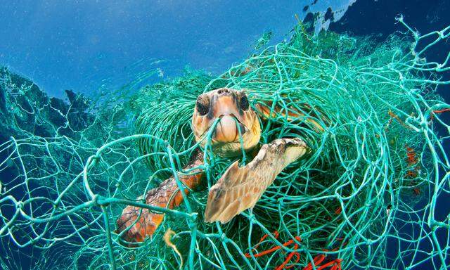 Viele Meeresbewohner verfangen sich in alten Fischernetzen.