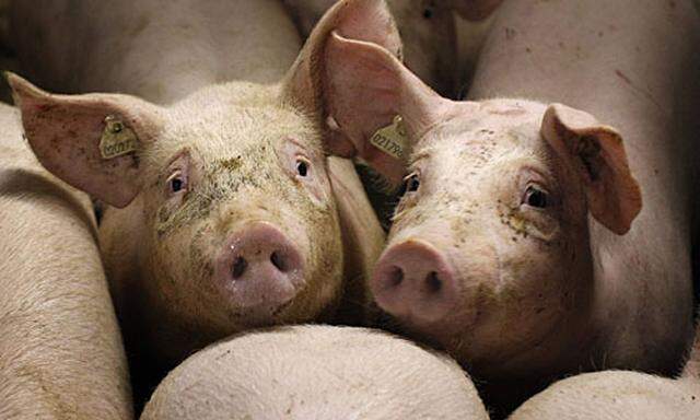 DioxinSkandal Heimische Schweinebauern unter
