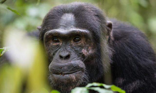 Mit dem Schimpansen teilen wir 99 Prozent des Erbguts.