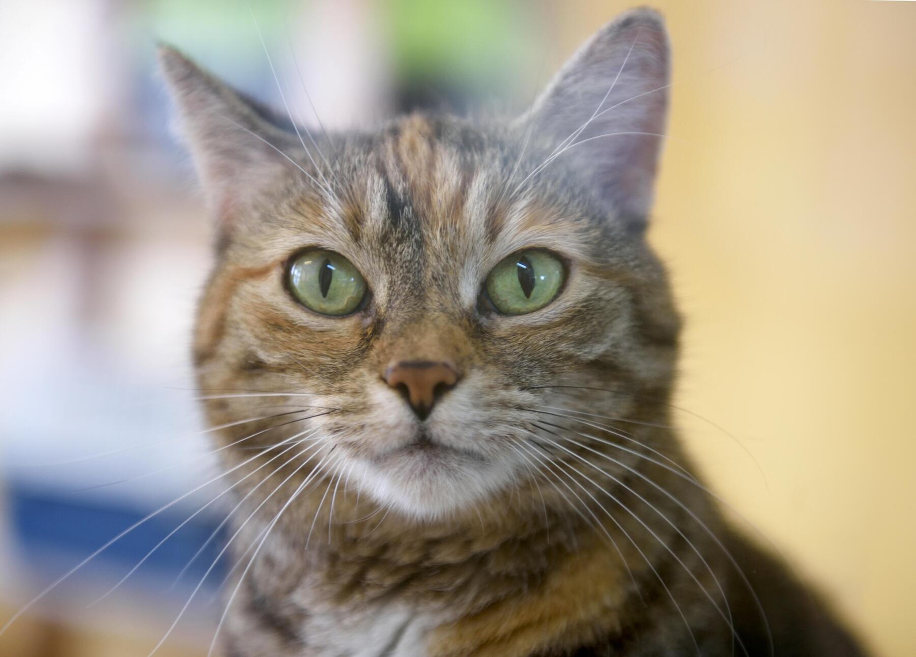 Pets on Vacation: Key Tips for Finding a Pet Sitter
