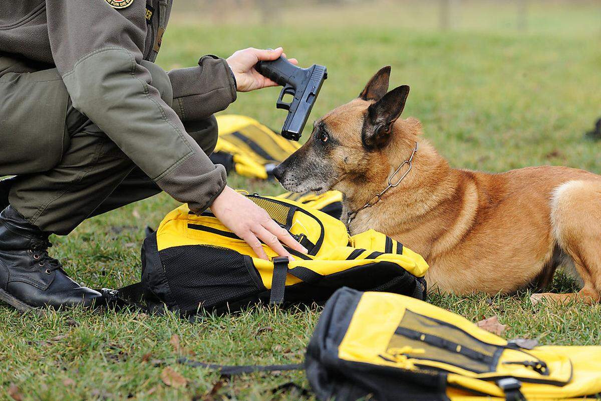 Im Militärhundezentrum werden Schäfer und Rottweiler zum Aufspüren von Sprengstoffen, Drogen, Waffen und Munition ausgebildet - oder als Schutz- und Wachhunde. Aktuell sind rund 170 Hunde im Dienst.
