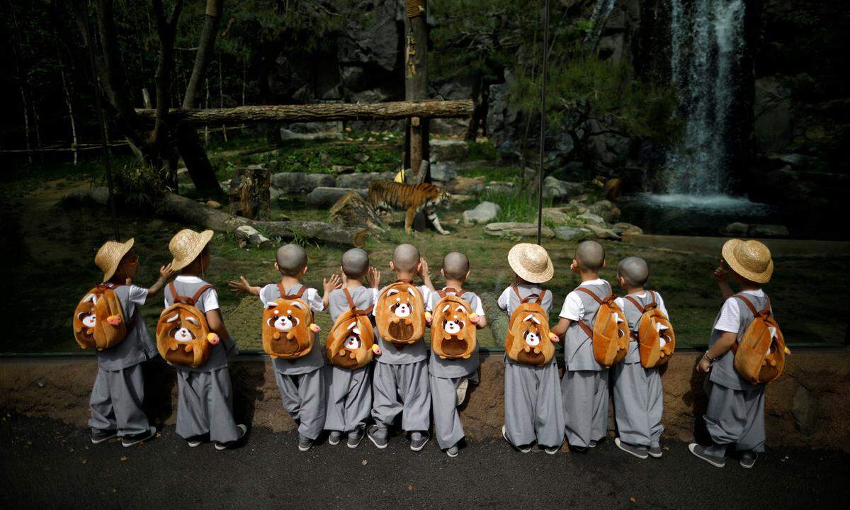 15. Mai. Schon im Kleinkindalter schnuppern diese Buben in Südkorea in das Mönchdasein. Um ihnen ein spirituelles Leben schmackhaft zu machen, dürfen sie Tigerschauen gehen.