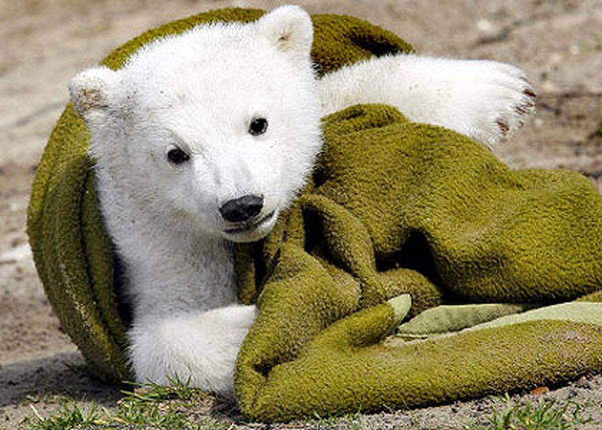 Manchen Experten halten die Aufzucht des Eisbären durch seinen Tierpfleger für nicht artgerecht.