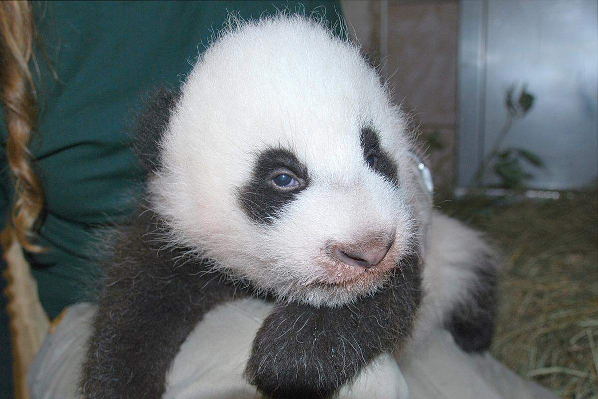 Drei chinesische Namen standen zur Auswahl: Fu Hu = glücklicher Tiger (2010 ist das chinesische Jahr des Tigers)  Ao Kang = gesunder österreichischer Bub Wei Xing = Freude Wiens 