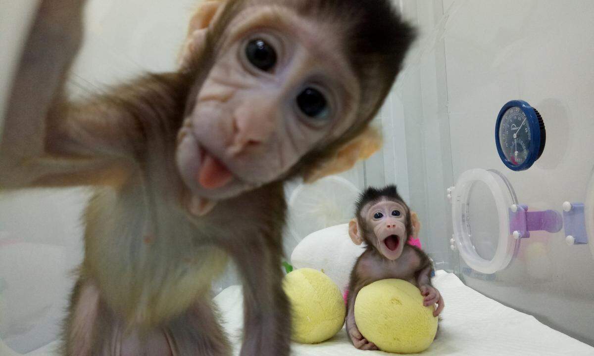 20. Jänner. Chinesischen Forschern gelang eine medizinische Sensation: Rund 22 Jahre nach der Geburt des Klonschafs Dolly haben sie erstmals mit derselben Methode Affen geklont. Die zwei Javaneraffen Zhong Zhong und Hua Hua wurden lebend geboren und feierten im heurigen November ihren ersten Geburtstag.