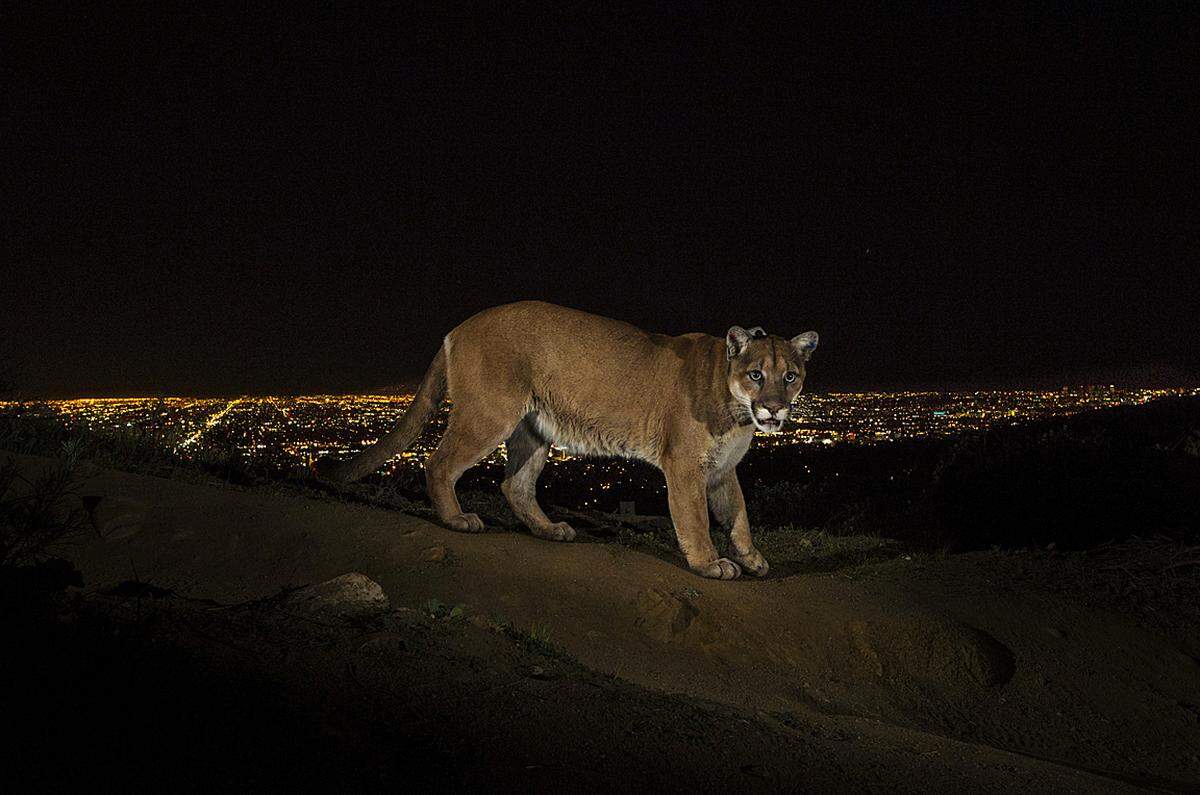 Steve Winter, USA, für National Geographic 2. März 2013, Los Angeles, USA: Puma im Griffith Park, L.A. Der Nationalpark liegt zwischen zwei stark befahrenen Highways. Pumas sind sehr anpassungsfähig, ihre Population in Kalifornien steigt. Aus Angst werden deswegen jährlich tausende der Raubkatzen getötet.