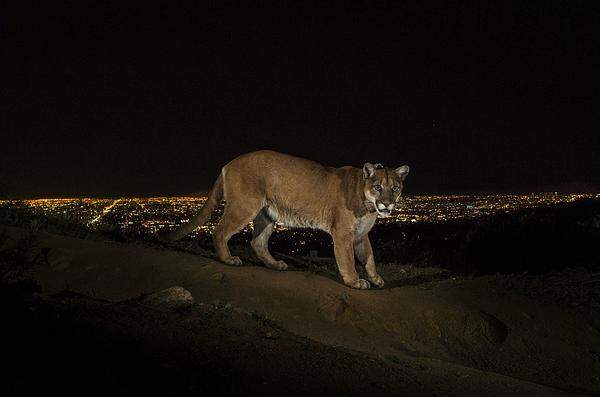 Steve Winter, USA, für National Geographic 2. März 2013, Los Angeles, USA: Puma im Griffith Park, L.A. Der Nationalpark liegt zwischen zwei stark befahrenen Highways. Pumas sind sehr anpassungsfähig, ihre Population in Kalifornien steigt. Aus Angst werden deswegen jährlich tausende der Raubkatzen getötet.