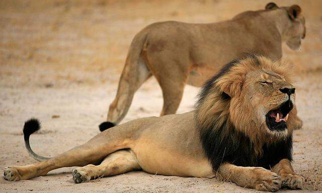 Der Löwe Cecil mit seiner schwarzen Mähne.
