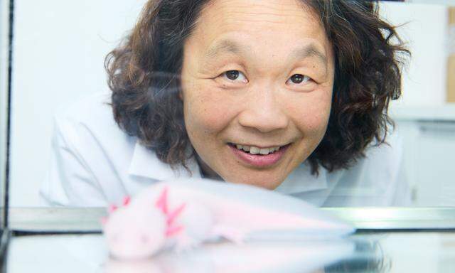 Elly Tanaka mit ihrem Lieblingstier in der Forschung, dem Axolotl.
