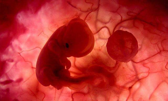 Embryo im Uterus