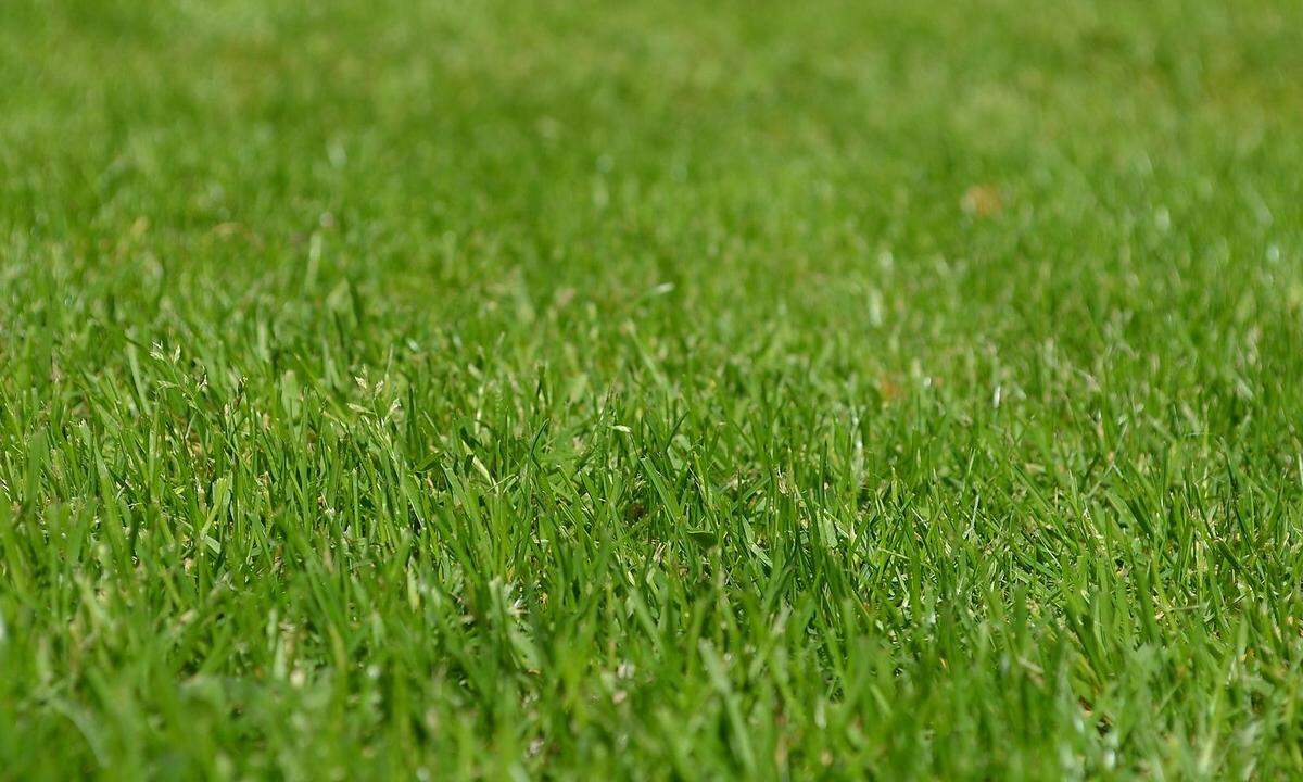 Vorsicht ist allerdings beim Anlegen von Rasenflächen geboten. „Das sollte wegen der Frostgefahr spätestens im September geschehen“, sagt Erwin Piribauer, gärtnerischer Leiter der Kittenberger Erlebnisgärten.