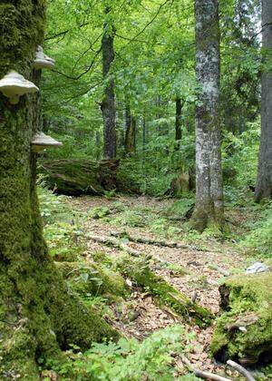 Urwald Österreich