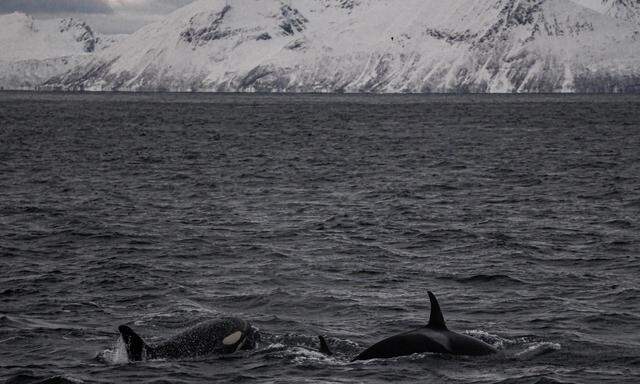 Archivbild. Schwertwale vor der norwegischen Küste am 3. Jänner 2024.