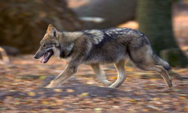Die bestehende Regelung entspreche nicht mehr der realen Situation, der Wolf sei nicht mehr vom Aussterben bedroht, lautet die Begründung.