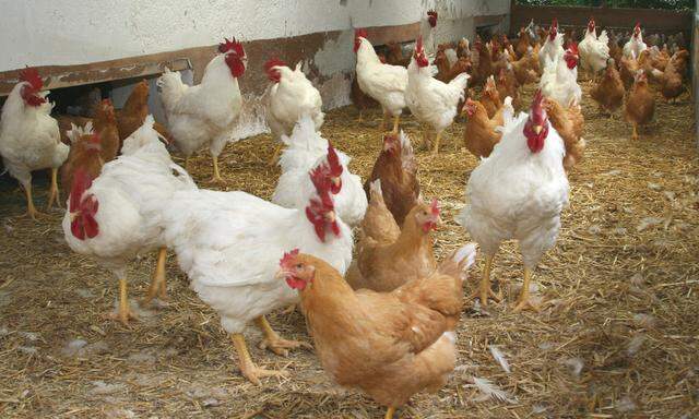Huehnerfarm - chicken farm