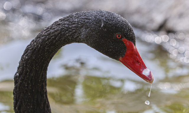 Ein Schwarzer Schwan, aufgenommen in einem türkischen Park. Dieses seltene Tier gilt im Börsenjargon als Symbol für ein äußerst unwahrscheinliches Ereignis, das zunächst völlig überraschend eintritt, für das sich allerdings im Nachhinein sehr wohl Anzeichen finden. 