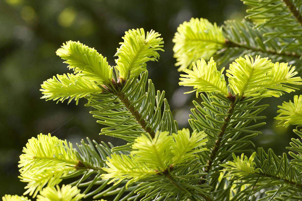 Zwei Drittel aller natürlichen Christbäume sind Tannenarten, allen voran Nordmannstannen. Sie zeichnen sich durch weiche Nadeln, eine satte grüne Farbe und eine wesentlich längere Haltbarkeit aus.