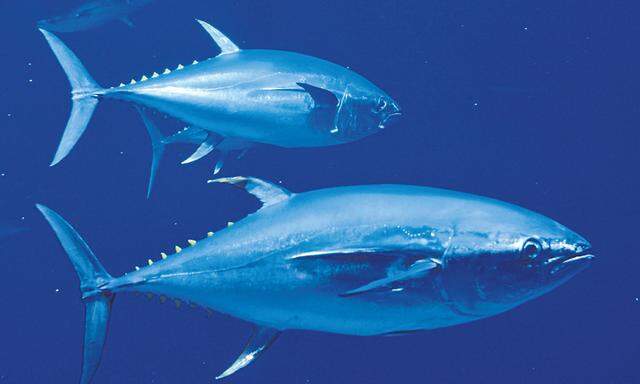  Vor allem Thunfisch weist wegen der Verschmutzung des Mittelmeers hohe Quecksilberwerte auf.