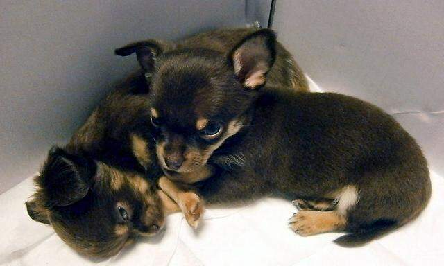 Der Mann hatte zwei Chihuahuas im Internet um je 450 Euro zum Verkauf angeboten. 