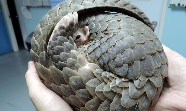 Wohl geborgen: Pangoline sind außen und innen geschützt. Nur Menschen müssen bzw. mussten sie fürchten, und wie! 