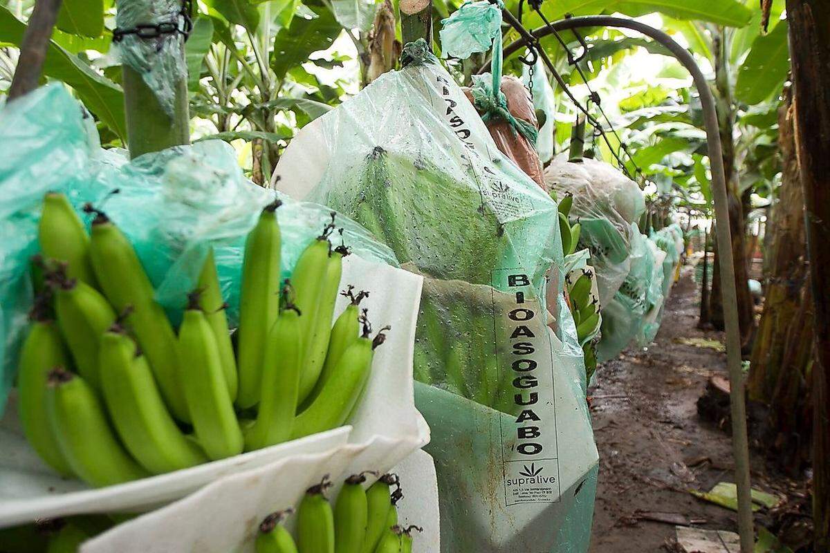 Damit europäische Konsumenten eine perfekte Frucht erhalten, betreiben die Bananenbauern einen hohen Aufwand: Sie legen Schutzbläter zwischen die Bananenhände, um Druckstellen zu vermeiden. Über den Fruchtstand werden mit Pestiziden imprägnierte Plastiksäcke gestülpt. Mehrmals bis zur Ernte kontrolliert der Bauer das Wachstum des Obstes.