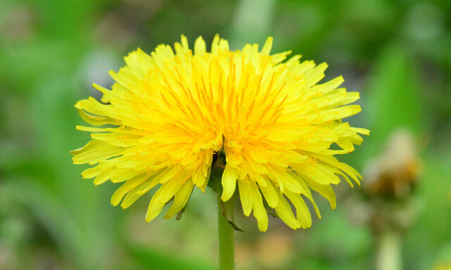 Der Löwenzahn hält viel Gesundes bereit.