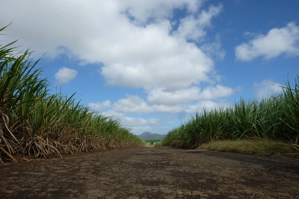 Sugar cane plantations characterize the island's landscape. 
