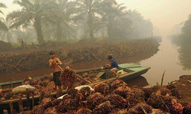 A worker unloads palm fruit at a palm oil plantation in Peat Jaya, Jambi province on the Indonesian island of Sumatra