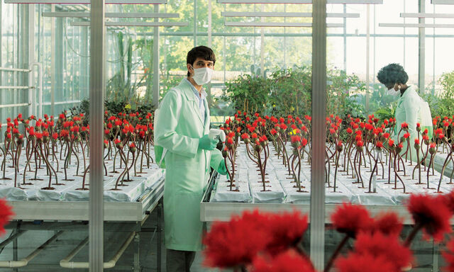 Hübsch, aber gefährlich. Von Experimenten mit Pflanzen handelt „Little Joe“ von Jessica Hausner, heuer im offiziellen Wettbewerb in Cannes. 