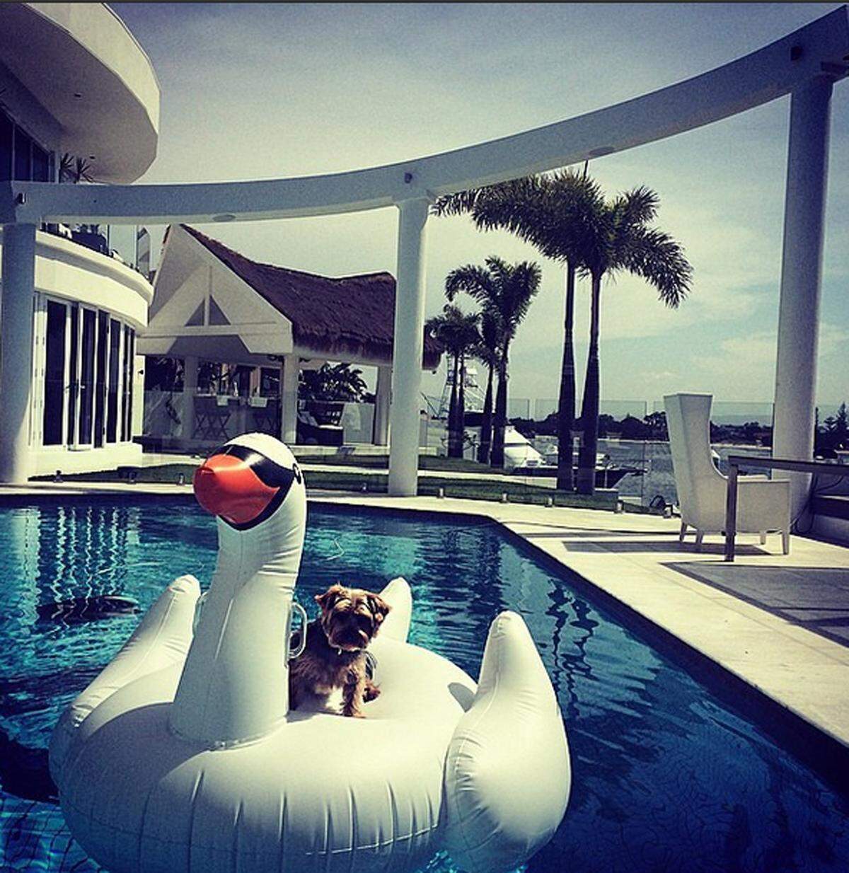Relaxen kann Hund aber auch im Swimmingpool.