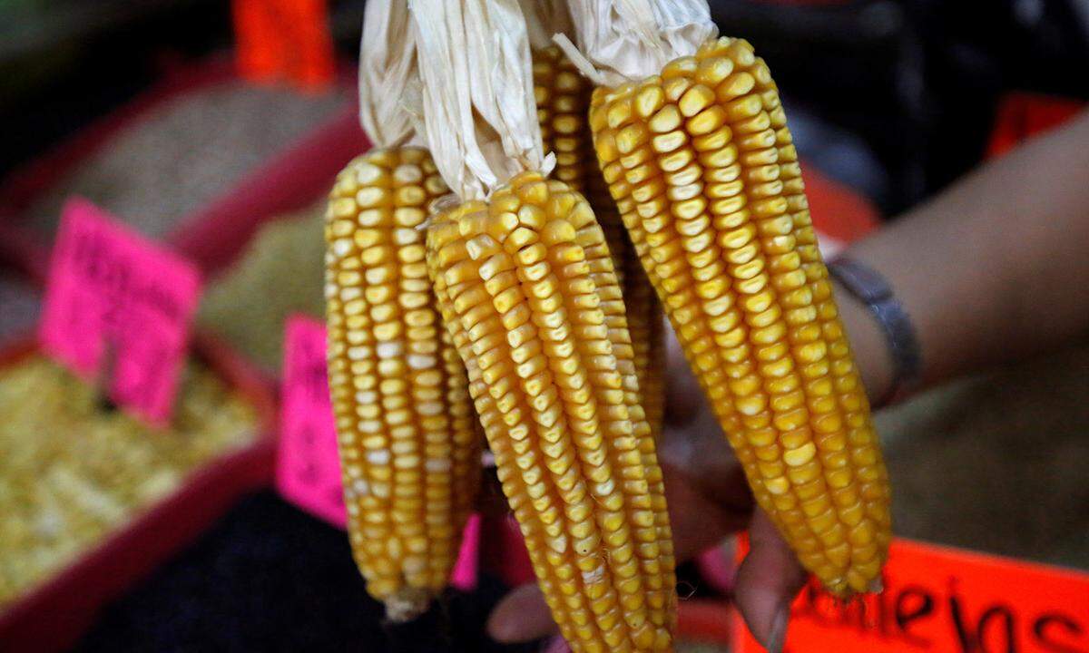 Er gilt als eines der vielseitigsten landwirtschaftlichen Produkte, der Mais. Die weltweite Nachfrage ist in den vergangenen Jahren zusätzlich gestiegen, da auch Bio-Treibstoffe aus ihm erzeugt werden. Er liegt auf dem achten Platz.