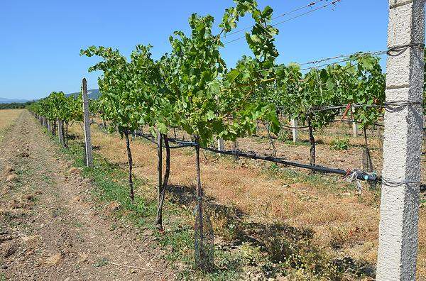 Weinbauern halten sich derzeit noch "über Wasser", indem sie ihre Weinreben täglich bewässern. Allerdings kann man auch hier schon Hitzeschäden an vertrockneten Blättern erkennen.