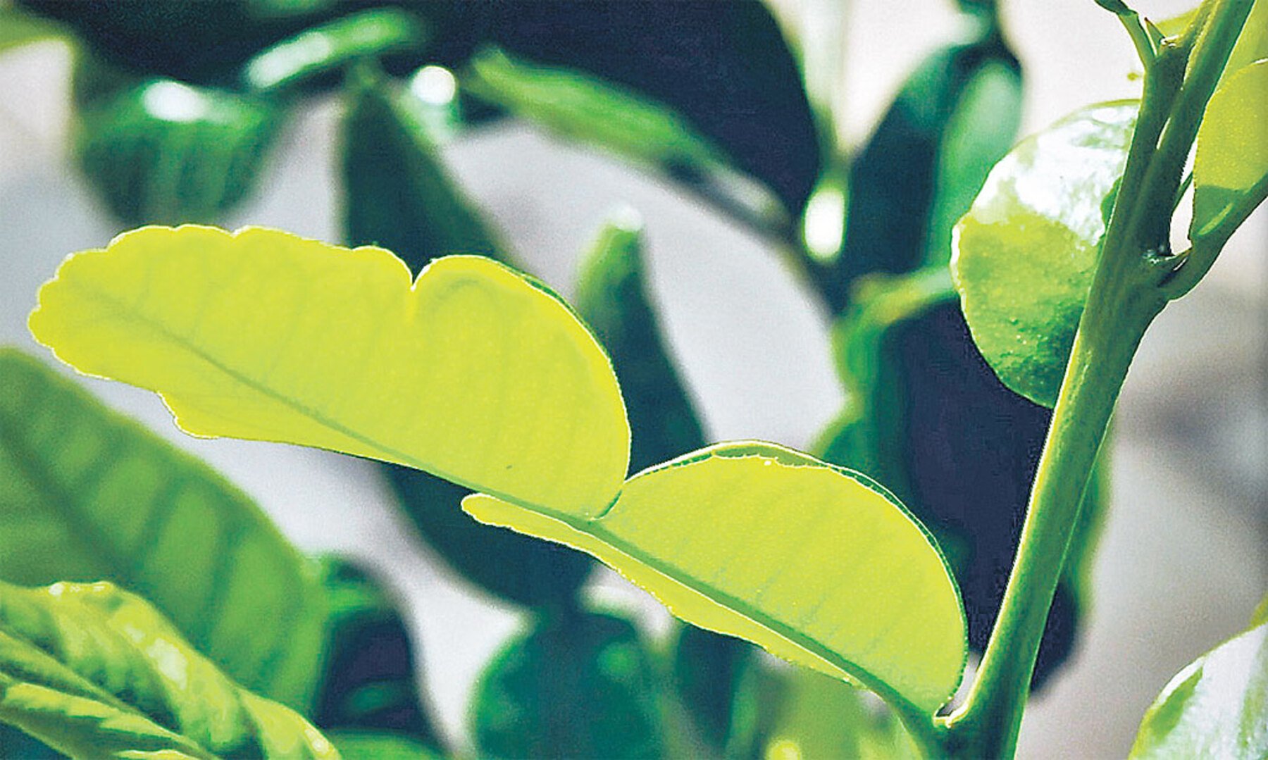 glückskastanie schädlinge Pachira aquatica main image 0