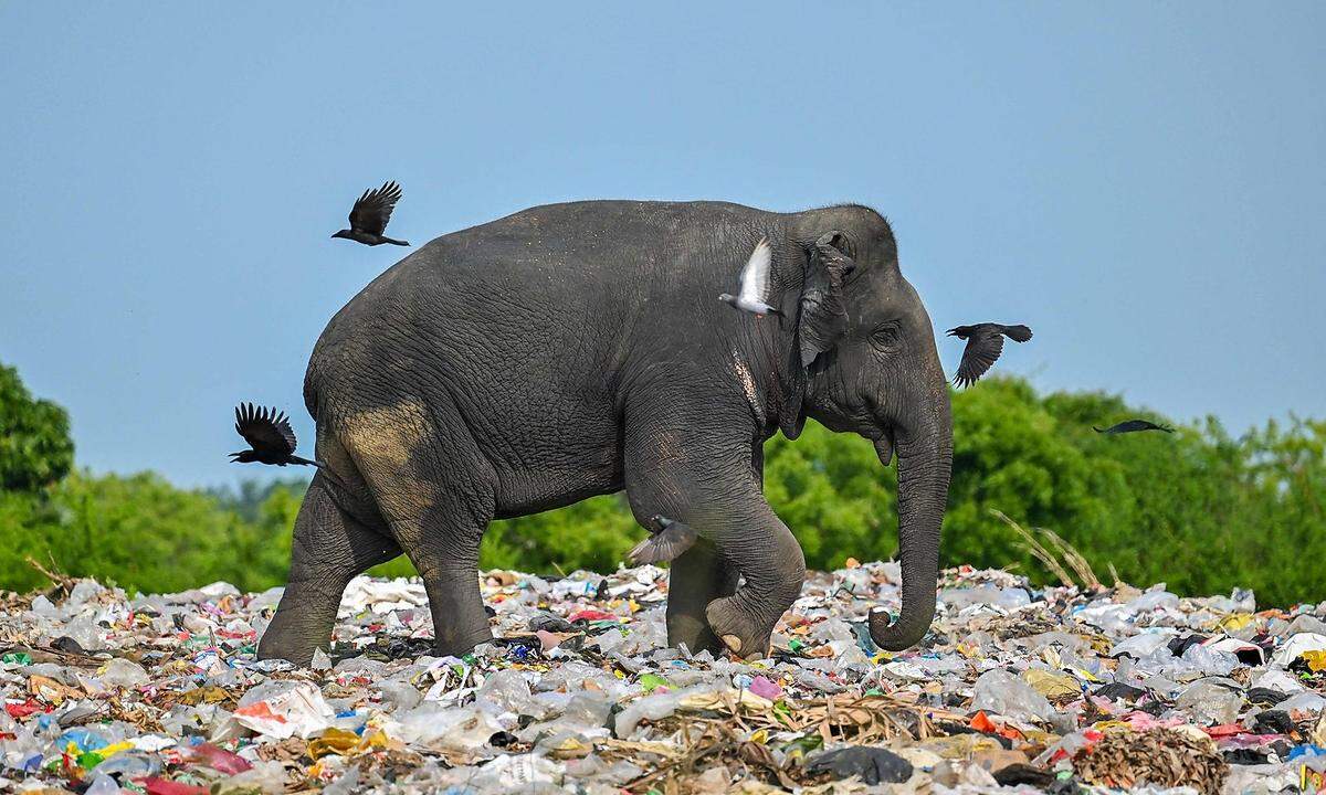 3. Juni. Ein wilder Elefant frisst auf einer Mülldeponie in Ampara, Sri Lanka, Plastikmüll.