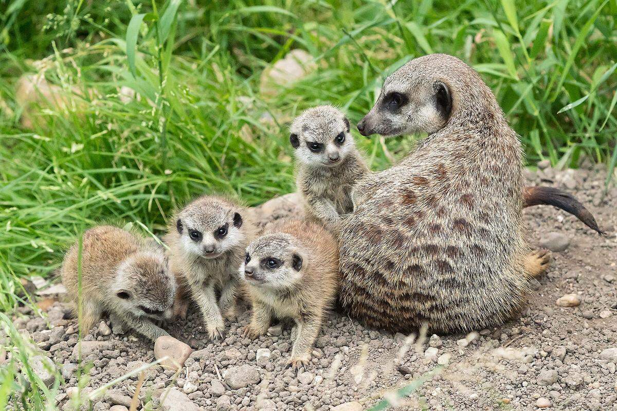 18. Juni. Die Erdmännchen-Jungtiere im Wiener Tiergarten Schönbrunn sind fast vier Wochen alt und erkunden jetzt die Außenanlage.