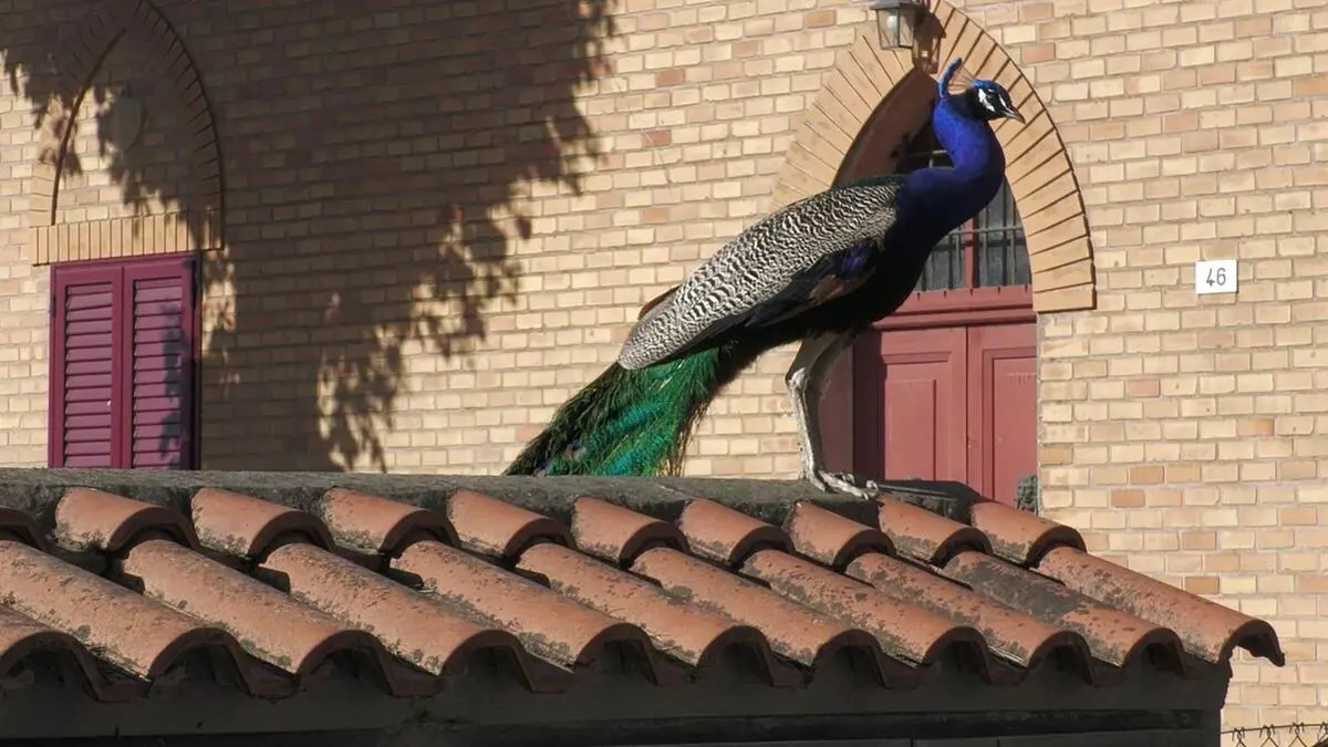 Pfauen-Invasion-an-der-Adria-Touristen-lieben-sie-Bewohner-leiden