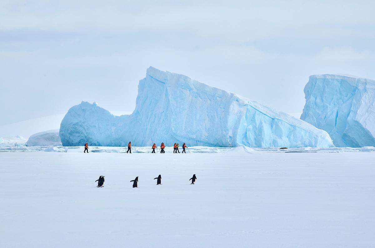 Mit dem Bild "Abbey Road" sicherte sich Mike Louagie den zweiten Platz am Stockerl. Neugierige Pinguine folgen hier den Passagieren des Ponant-Expeditions-Eisbrechers "Le Commandant Charcot" in der Antarktis.