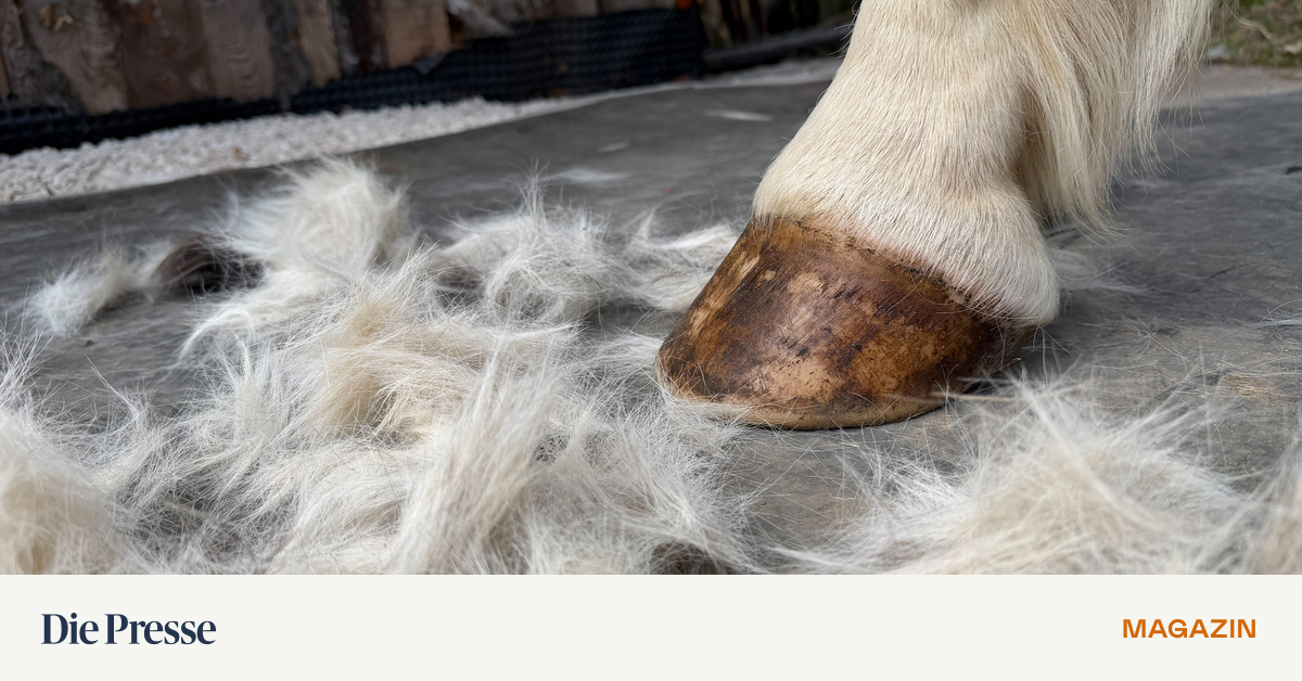 Das-Winterfell-der-Pferde-kann-wertvoller-Rohstoff-sein-premium-