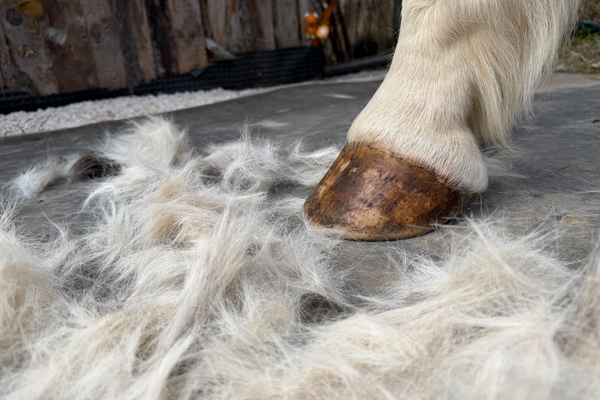 Das Winterfell der Pferde kann wertvoller Rohstoff sein  DiePresse.com