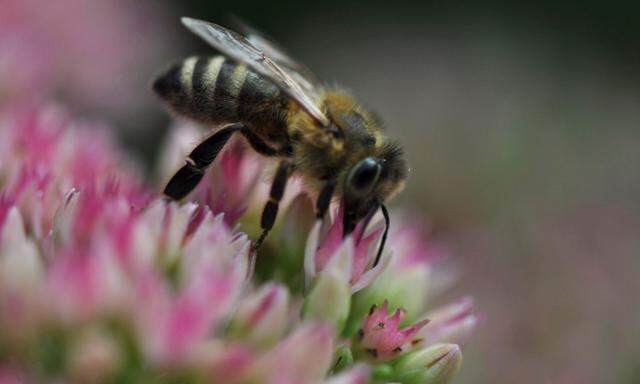 Bienen brauchen Nahrung, Gärtner können da behilflich sein.